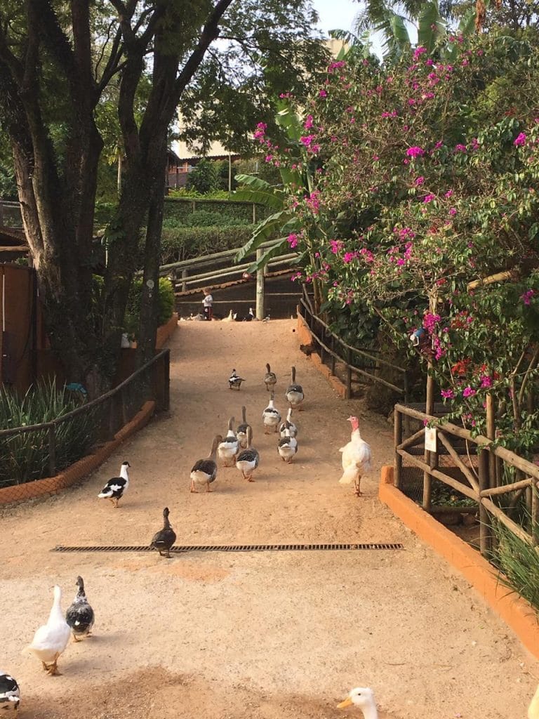 Fazendinha