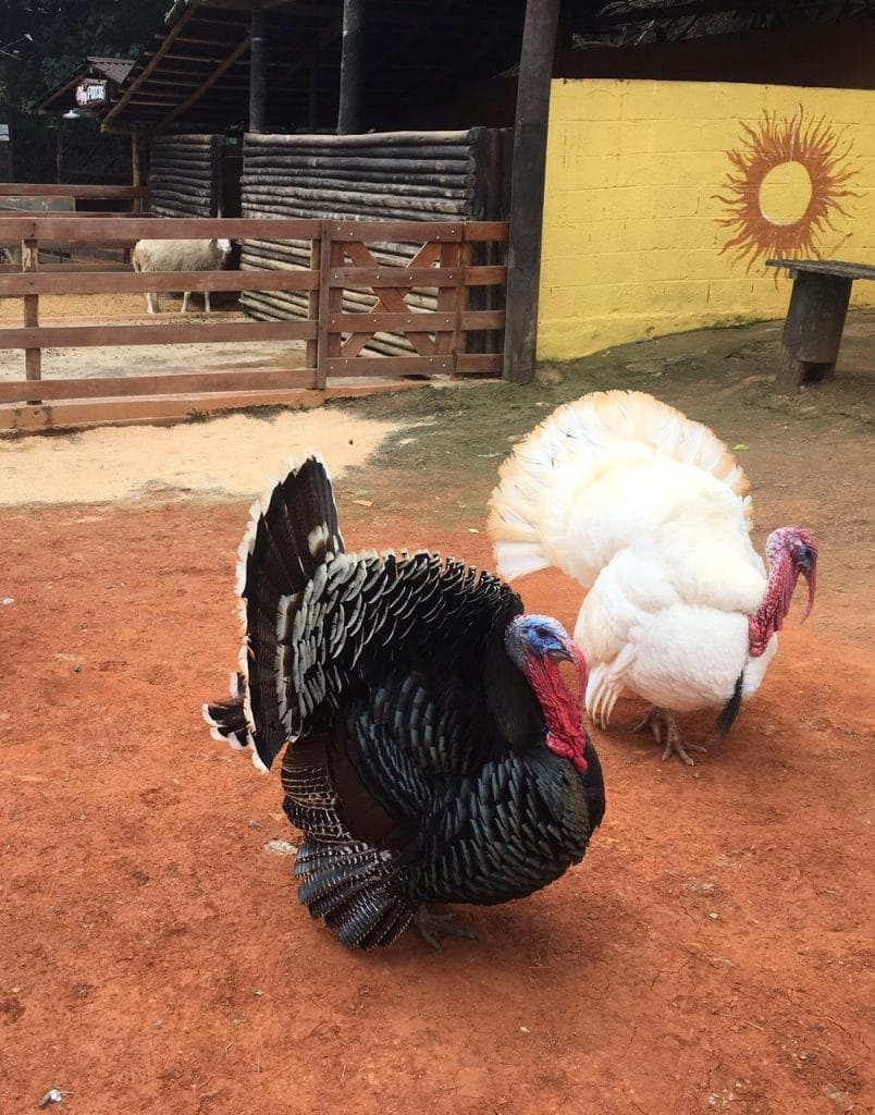 Fazendinha
