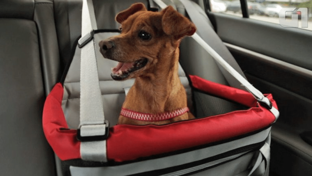 Detran SP orienta pets no carro