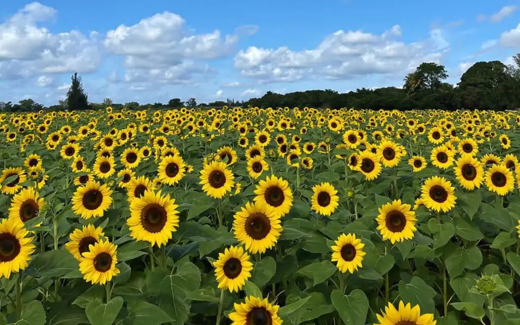 The Berry Farm